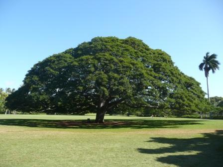モアナルア ガーデン パーク Moanalua Garden Park モアナルアガーデンパーク ハワイの観光 ユートラベルノート