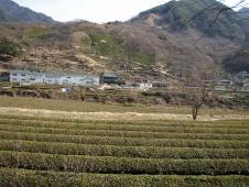 緑茶村