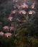 ナンディニ バリ ジャングル リゾート&スパ写真