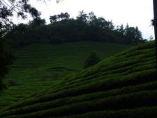 宝城の茶畑