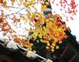 十月中旬，是韩国秋季最美的季节，被称为韩国季节中的王！