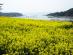 春のワルツ（青山島）＋夏の香り（宝城）ロケ地ツアー写真
