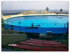 イルカのショーが人気の海の中道にある水族館