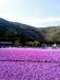富士芝桜まつり写真