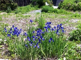 被災地に咲く花