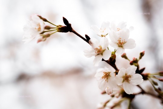 早春四月，到首爾怎能錯過繁花盛開的櫻花節！