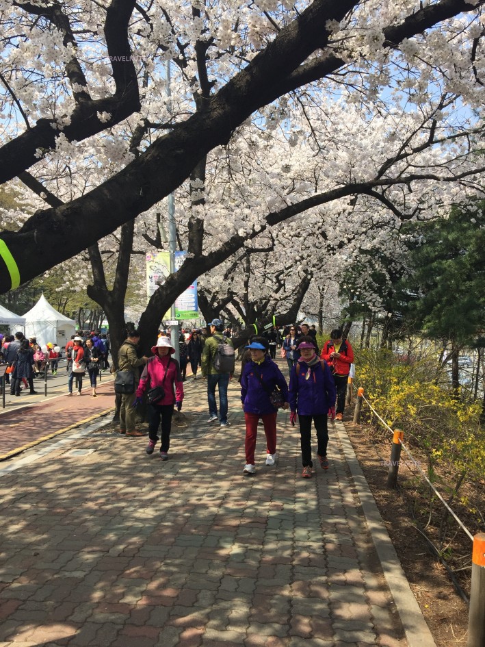 桜の下を多くの人が歩いている