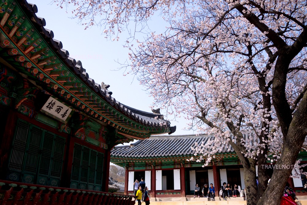 古宮の桜満開！