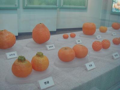 済州島の特産品と言えばみかん！種類豊富なみかんを紹介する博物館です！