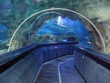 水中トンネルがある水族館