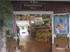 マカデミアナッツで有名なジャングルのようなマカデミアナッツ農場