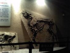 正面の恐竜の化石が圧巻