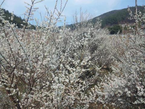 釜山から30分の梅祭り