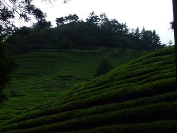 ロケ地としても有名な茶畑はここ！