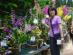 シンガポール植物園(ボタニックガーデン)写真