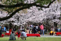 福岡城址をシンボルにした、桜の名所で有名な美しい公園
