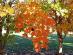 Homewood Cottages写真