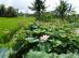 Siangan Bungalow写真