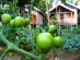 Harold's Ecolodge写真
