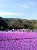 富士芝桜まつり写真
