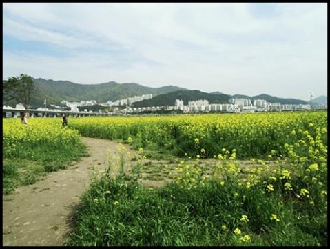 洛東江を眺めながら無料のサイクリングも楽しめる公園