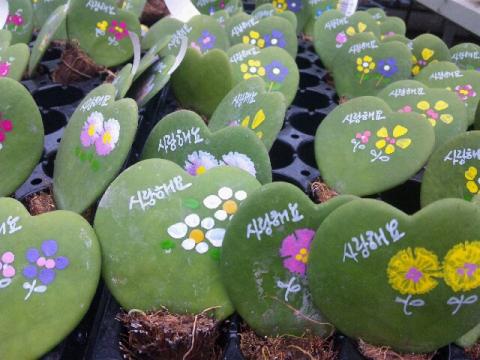 花の卸売市場はまるで植物園！