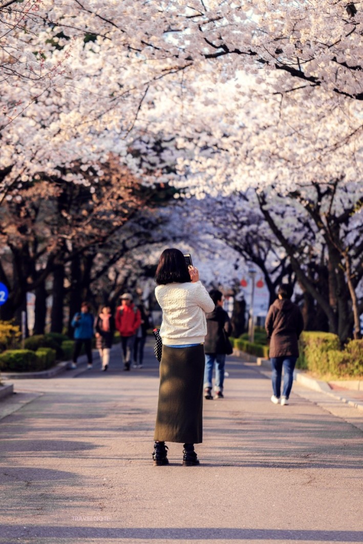 女性がスマートフォンで桜の写真を撮っている。