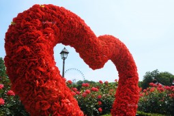 这个初夏，让爱宝乐园的一百万朵玫瑰为你实现浪漫公主梦