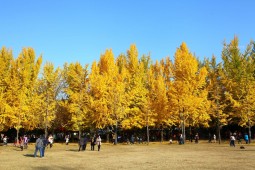 秋に訪れたいソウル＆近郊の観光地