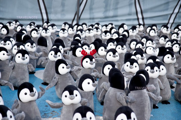 南国からペンギン1000羽が飛んできた