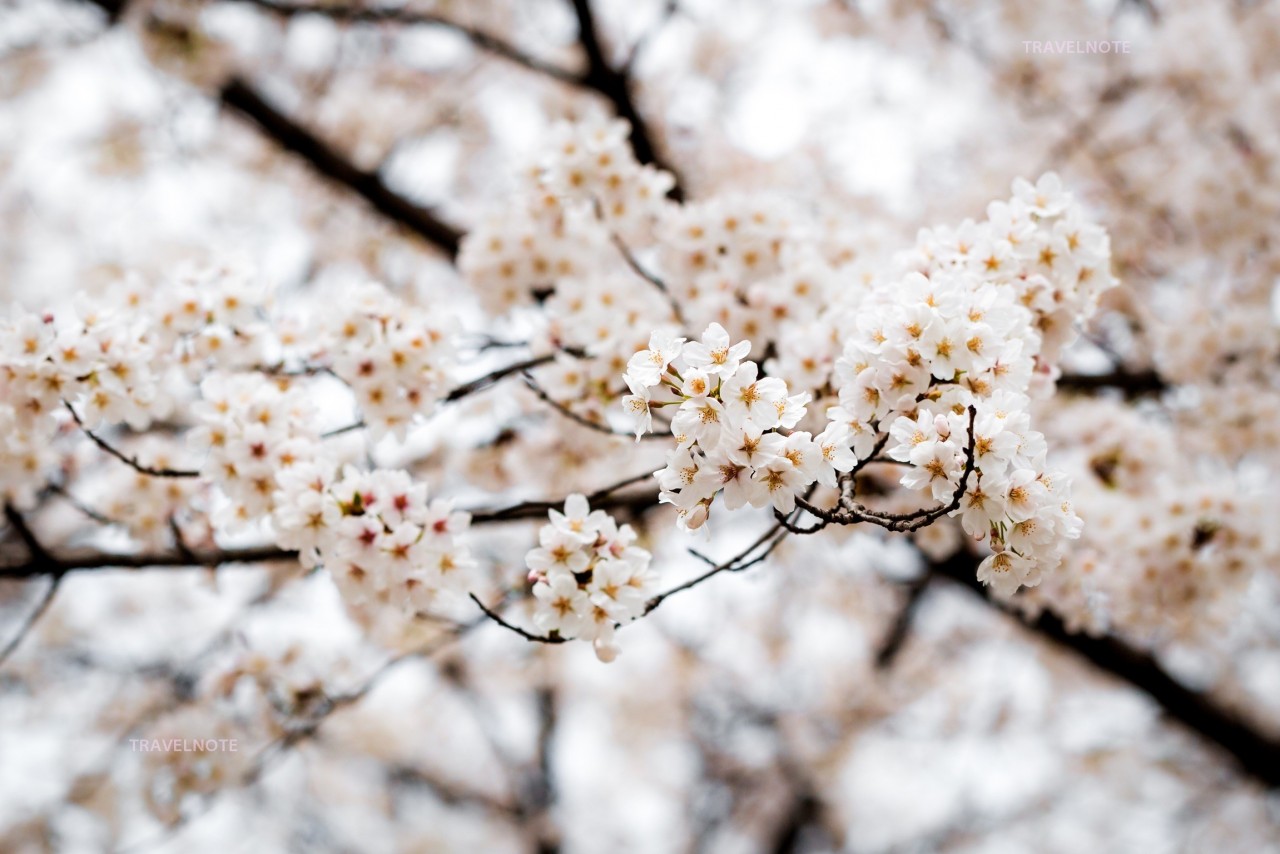 春よ来い！開花前線公開