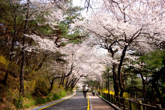 南山に咲く桜のトンネル