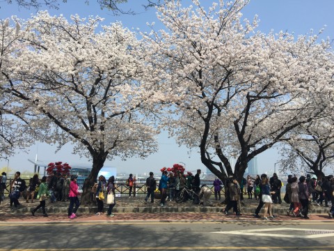 桜のシーズン！ソウルの開花は？