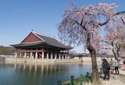 春天， 櫻花裝扮景福宮