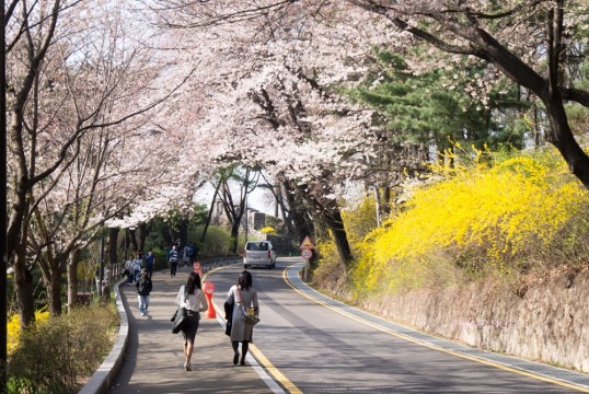 南山でお花見楽しむ方法