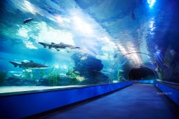80mの海底トンネルなどロマンチックな深海の世界広がる韓国最大級のアクアリウム
