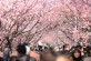慶州桜祭りツアー【ソウル発着】写真