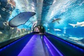 韓国一の規模を誇る大型水族館