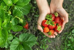 摘草莓體驗（南怡島・小法國村・晨靜樹木園）