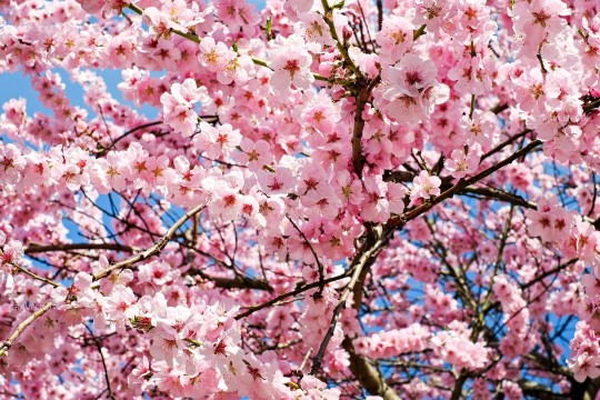 ソウルの桜はいつ咲く？開花予想