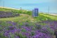 紫に染まる島新安島in全羅南道Purple島写真